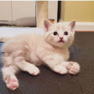 Gatito de 10 semanas de edad de color vainilla