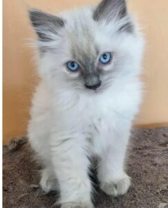 café y gatos en Cáceres Gatito de 10 semanas de edad de color blanco con las orejas y la nariz en gris