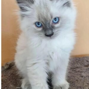café y gatos en Cáceres Gatito de 10 semanas de edad de color blanco con las orejas y la nariz en gris