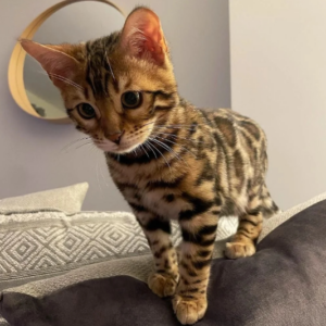 Pequeño gato macho de dos semanas de estilo leopardo.
