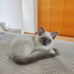 Gata siamés en blanco y gris.