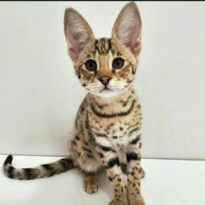 Pequeño gato hembra de dos semanas de estilo leopardo.