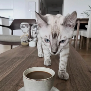 Pequeño gato hembra de 12 meses de estilo rallas blancos y negros.