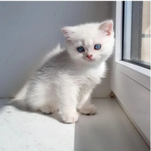 Pequeño gato hembra de dos semanas de color blanco y ojos azules..