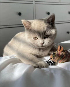 Pequeño gato hembra de dos semanas de estilo leopardo.