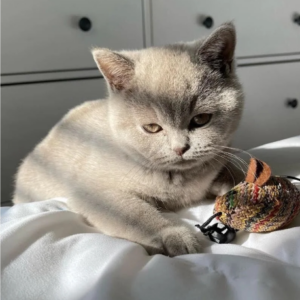 Pequeño gato hembra de dos semanas de estilo leopardo.